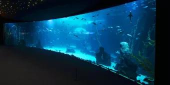 HUGE New Aquarium Opens in Gran Canaria