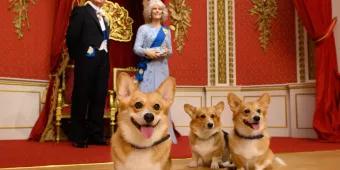 Three corgis sat in front of waxworks of King Charles and Camilla