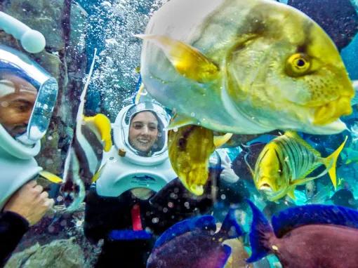 SeaVenture underwater walking tour at Discovery Cove