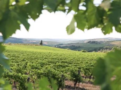 view-of-vineyard