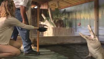 Gatorland Trainer for a day