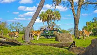 Serengeti Safari at Busch Gardens