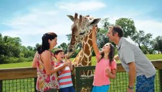 Serengeti Safari at Busch Gardens