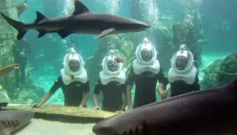 SeaVenture underwater walking tour at Discovery Cove