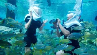 SeaVenture underwater walking tour at Discovery Cove