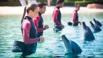 Dolphin-Experiences-at-AquaventureS-Atlas-Village Dolphin-Experiences-at-AquaventureS-Atlas-Village