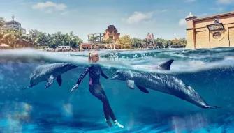 Dolphin-Swim-at-Atlantis-Dubai Dolphin-Swim-at-Atlantis-Dubai