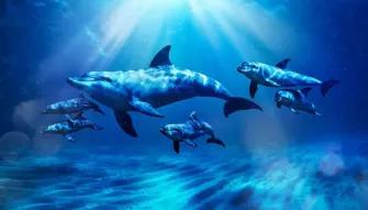 Dolphin-Swim-at-Atlantis-Dubai Dolphin-Swim-at-Atlantis-Dubai