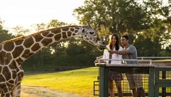 Couple feeding a giraffe on the Serengeti Safari at Busch Gardens