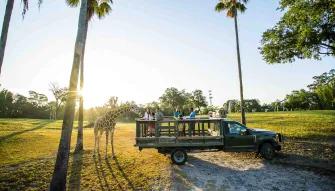 Couple feeding a giraffe on the Serengeti Safari at Busch Gardens