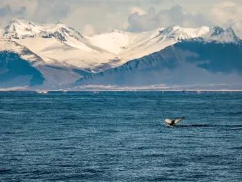 whale-tail-and-mountains