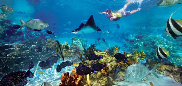 7 Things You Didn’t Know Were FREE with Your Discovery Cove Tickets | AttractionTickets.com