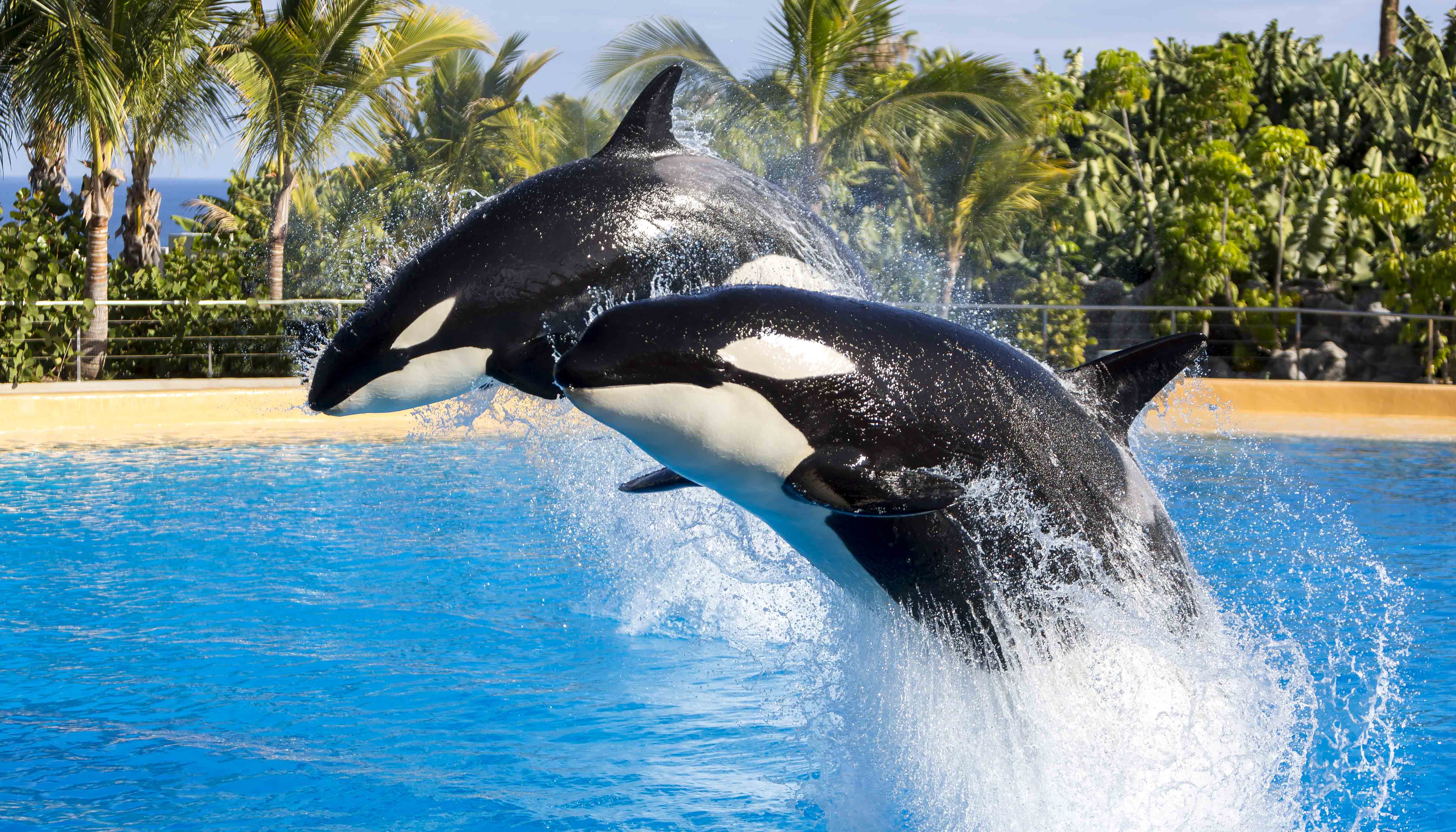 Loro Parque Tickets Prices Hours Dolphins And Orcas Shows IVRCQB