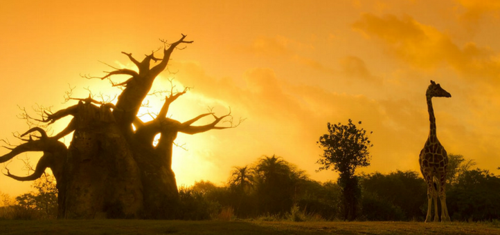 Tips and Tricks for Visiting Disney’s Animal Kingdom