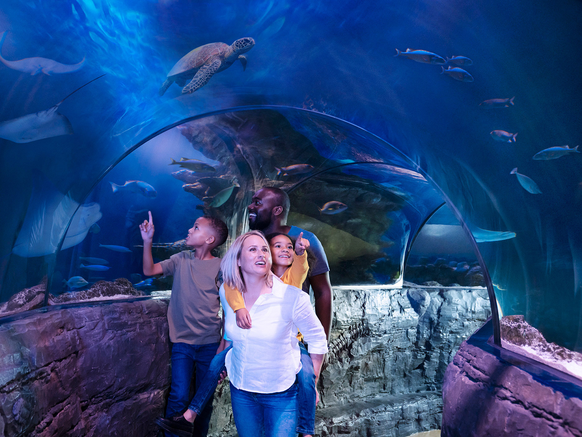 SEA LIFE London Aquarium Admission Ticket AttractionTickets com
