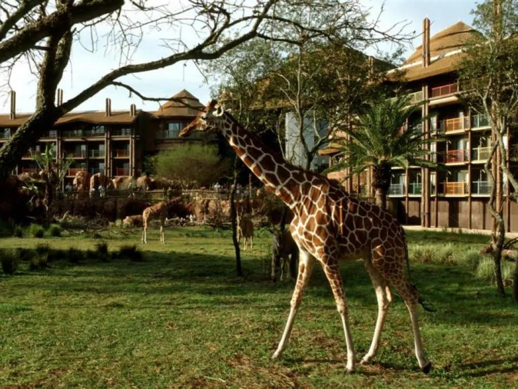 Disney's Animal Kingdom Lodge - Jambo Villas Disney's Animal Kingdom Lodge - Jambo Villas