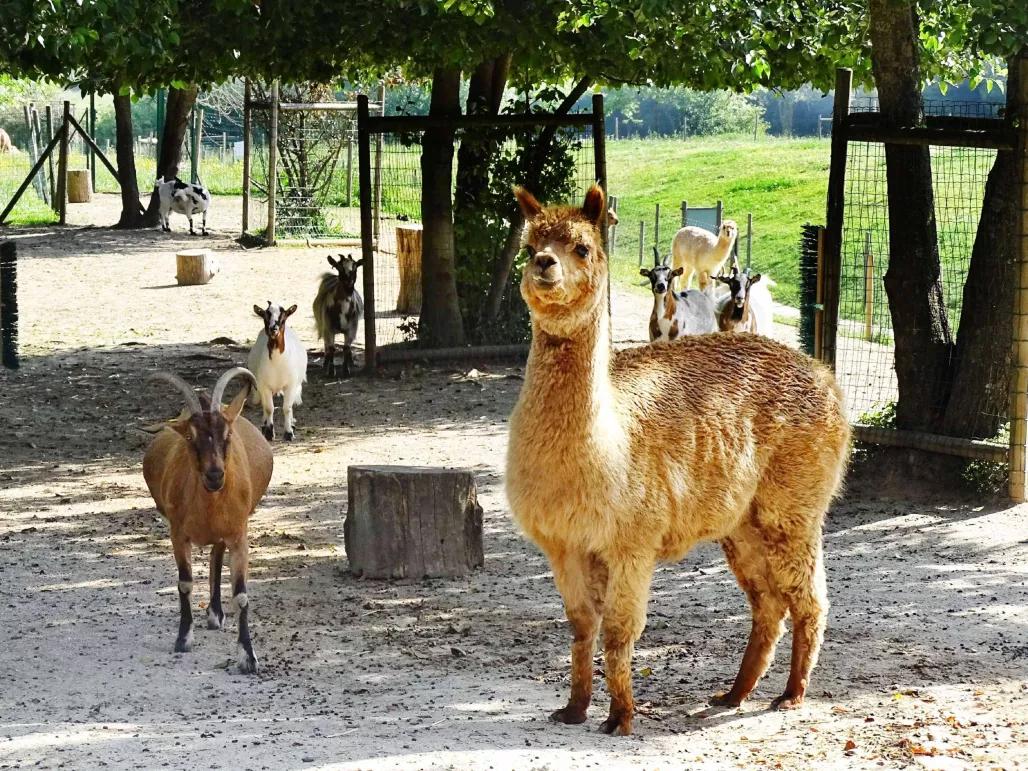 Farm animals at Campanile Val de France