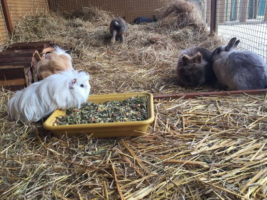 Farm animals at Campanile Val de France