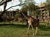 Disney's Animal Kingdom Lodge - Jambo Villas Disney's Animal Kingdom Lodge - Jambo Villas