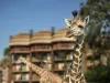 Giraffe, Disney's Animal Kingdom Lodge
