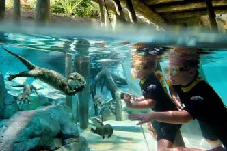 Two children underwater at Freshwater Oasis looking through a glass screen at an otter