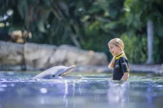 Swimming with Dolphins at Discovery Cove A young girl standing in shallow water in front of a dolphin. She is laughing and wearing a wetsuit