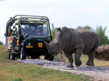 Rhino Rally®