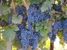 California Wine Country - Full Day Tour to Sonoma and Napa from San Francisco California Wine Country - Full Day Tour to Sonoma and Napa from San Francisco