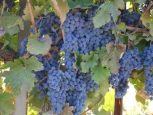 California Wine Country - Full Day Tour to Sonoma and Napa from San Francisco 