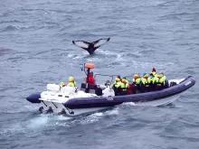 RIB Express Whale Watching Tour from Reykjavik RIB Express Whale Watching Tour from Reykjavik