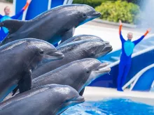 Dolphin Days®