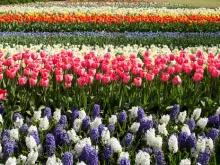 Tulip Flower Fields and Keukenhof Garden Tour Tulip Flower Fields and Keukenhof Garden Tour