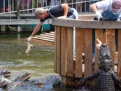 Gator Jumparoo Show