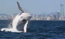 Gold Coast Whale Watching Gold Coast Whale Watching