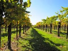 California Wine Country - Half Day Tour to Sonoma from San Francisco California Wine Country - Half Day Tour to Sonoma from San Francisco