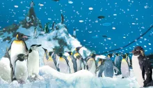 Planet Penguin