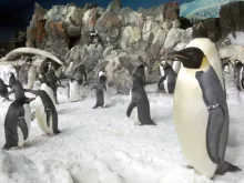 Penguin Encounter