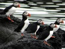 Puffin Watching from Reykjavik Puffin Watching from Reykjavik