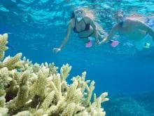 Silverswift Outer Barrier Reef Snorkelling and Diving Adventure Silverswift Outer Barrier Reef Snorkelling and Diving Adventure