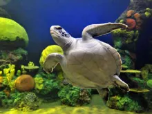 Turtle Reef