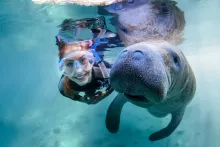Girl Swimming with Manatee