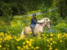Viking Horse & Golden Circle