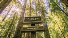 Muir Woods & Sausalito Tour