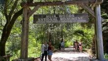 Private Muir Giant Redwoods Trees and Sausalito Tour