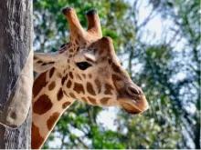 Sydney Harbour Explorer Cruise with Taronga Zoo Sydney Harbour Explorer Cruise with Taronga Zoo