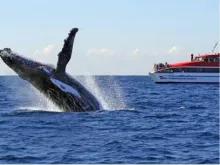 Sydney Whale Watching Cruise Sydney Whale Watching Cruise
