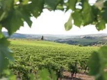 view-of-vineyard