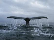 whales-tale-in-the-water
