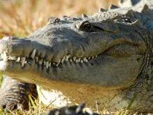 Airboat Ride and Gatorland Park Combo with Transportation Airboat Ride and Gatorland Park Combo with Transportation