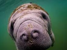 Manatees Swim, Snorkel and Boat Day Tour from Orlando Manatees Swim, Snorkel and Boat Day Tour from Orlando